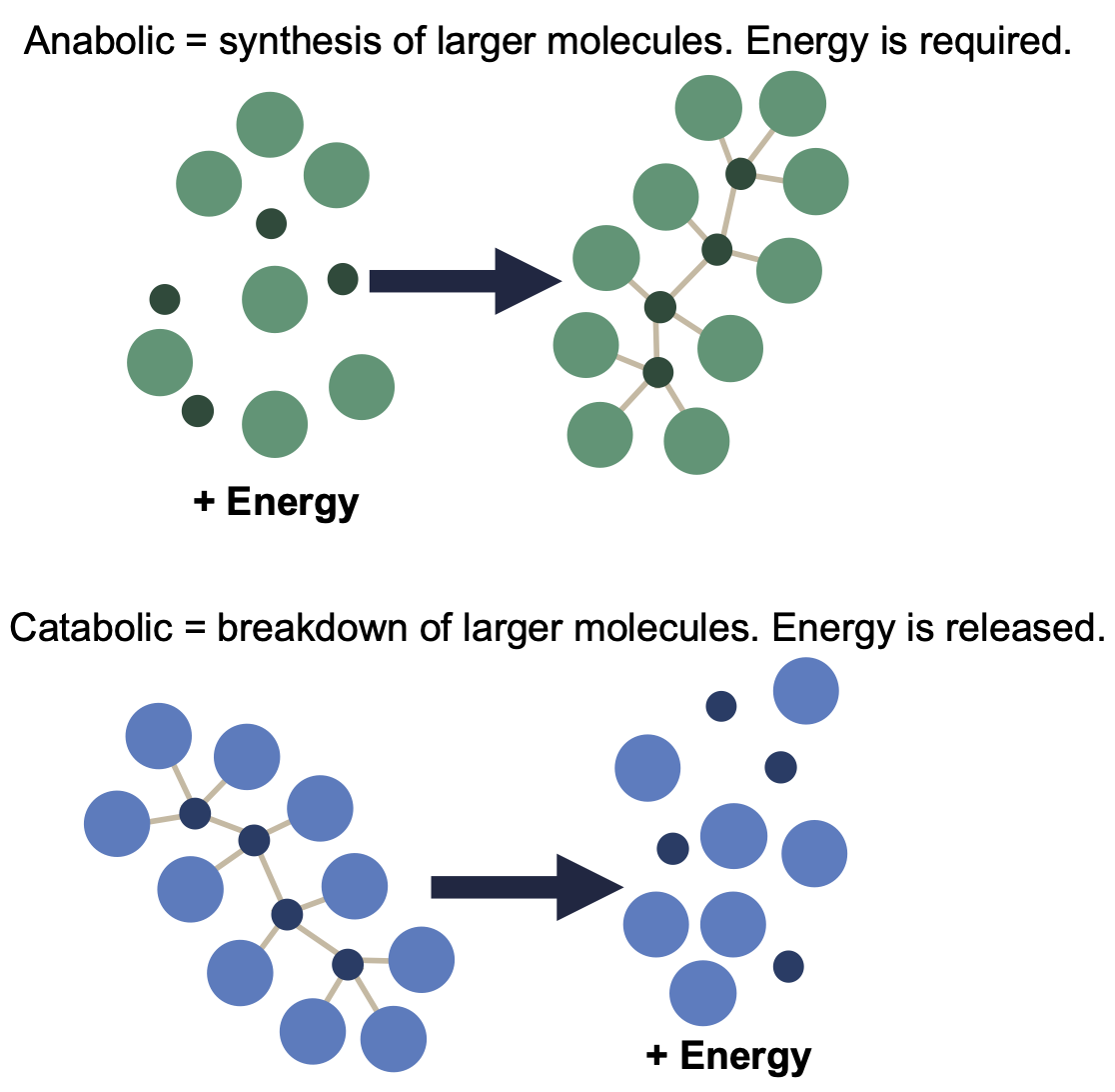 Anabolism and catabolism